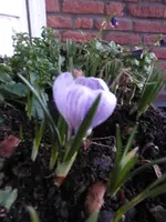 P1020789Krokus.webp