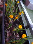 P1020790Krokusse.JPG