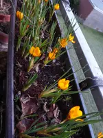 P1020790Krokusse.webp