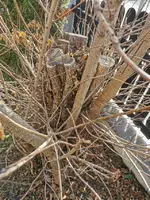 IMG_20210224_131538.webp IMG_20210224_131538.webp