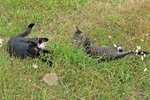 IMG_0095 v (2).JPG