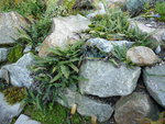 Blechnum penna-marina_23.10.2016.JPG