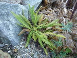 Blechnum spicant_23.10.2016.JPG