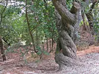 IMG_7519 v (2).webp