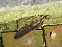 DSC01542.webp