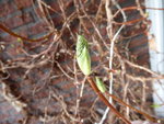 P1020794Kletterhortensie.JPG