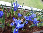 P1020795Iris.JPG