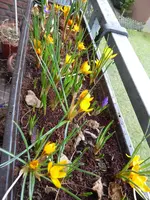 P1020797Kroskus.webp