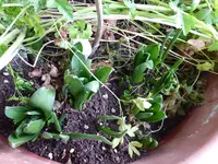 P1020799Hyazinthen.webp