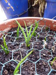 P1020800Schachbrettblumen.JPG