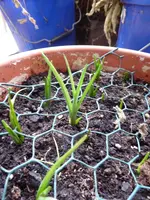 P1020800Schachbrettblumen.webp
