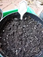 P1020803roter Fransenmohn.webp