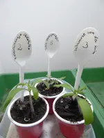 P1020804Tomatenkinderstube.JPG