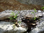Asplenium muraria_29.04.2018.JPG