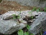 Asplenium muraria_05.05.2018.JPG