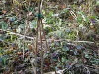 DSC01545.webp