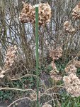IMG_20210227_113418.jpg