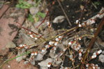DSC09634.JPG