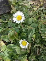 Gänseblümchen.webp
