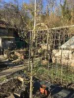 Kornelkirsche1.webp