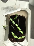 AubergineBlackBeauty.JPG