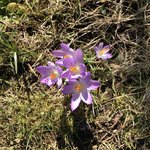 IMG_7339.JPG