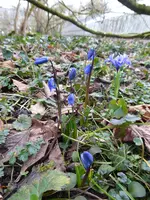 P1020821Scilla sibirica.JPG