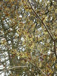 P1020822Hamamelis molis.JPG