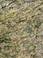 P1020823Hamamelis japonica.JPG