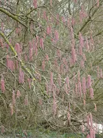 P1020838rote Lambertsnuss.JPG