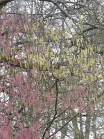 P1020847Haselmischung.JPG
