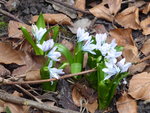 P1020853Scilla mischtschenkoana.JPG