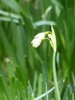 P1020866Sommerknotenblume.JPG
