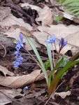 P1020874Scilla bifolia.JPG