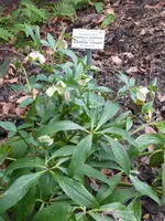 P1020851Lenzrosen.webp