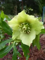 P1020863Lenzrosen.webp