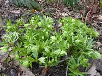 P1020876Helleborus viridis.webp