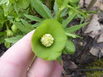 P1020877Helleborus viridis.JPG