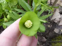 P1020877Helleborus viridis.webp