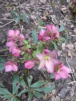 P1020879Lenzrose.webp