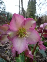 P1020880Lenzrose.webp