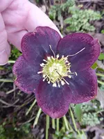 P1020884Lenzrose.webp