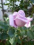 P1000575Kletterrose Azubis.JPG