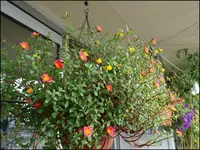 c032.webp