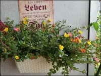 c033.webp