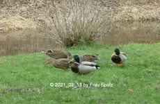 Forum Duckies 2021_02_18 P1160574.webp