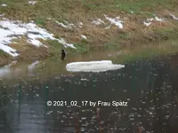 Forum Eisberg Fluss 2021_02_17 P1160546.webp