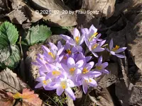 Forum Krokus 2021_02_20 P1160583.webp