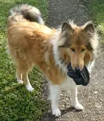 Avalon vulgo Lonnie Okt19 (2).webp