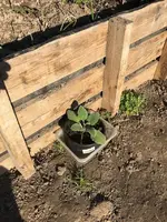Muskatellersalbei.webp